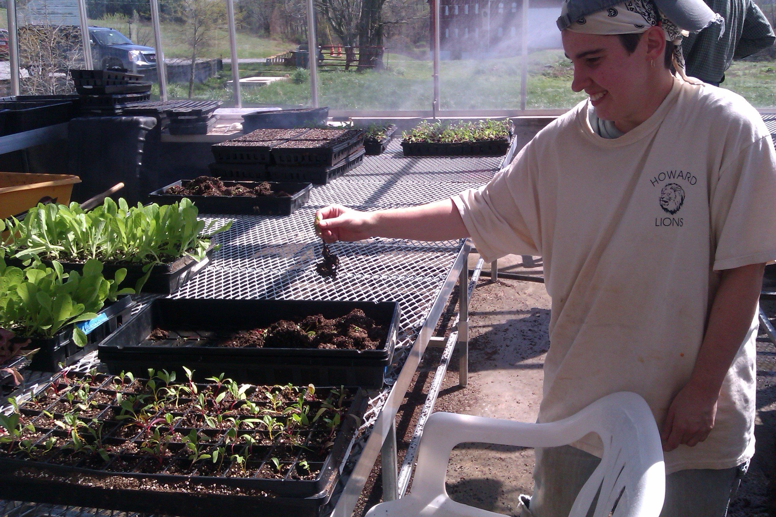 Sam planting the chard