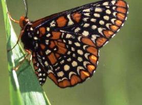 Photograph of Baltimore Checkerspot (Euphydryas phaeton) at Red Wiggler Community Farm.