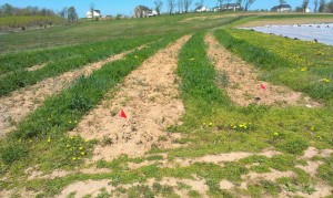 Rye/vetch in between potatoes