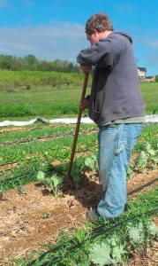 Hoeing Collards