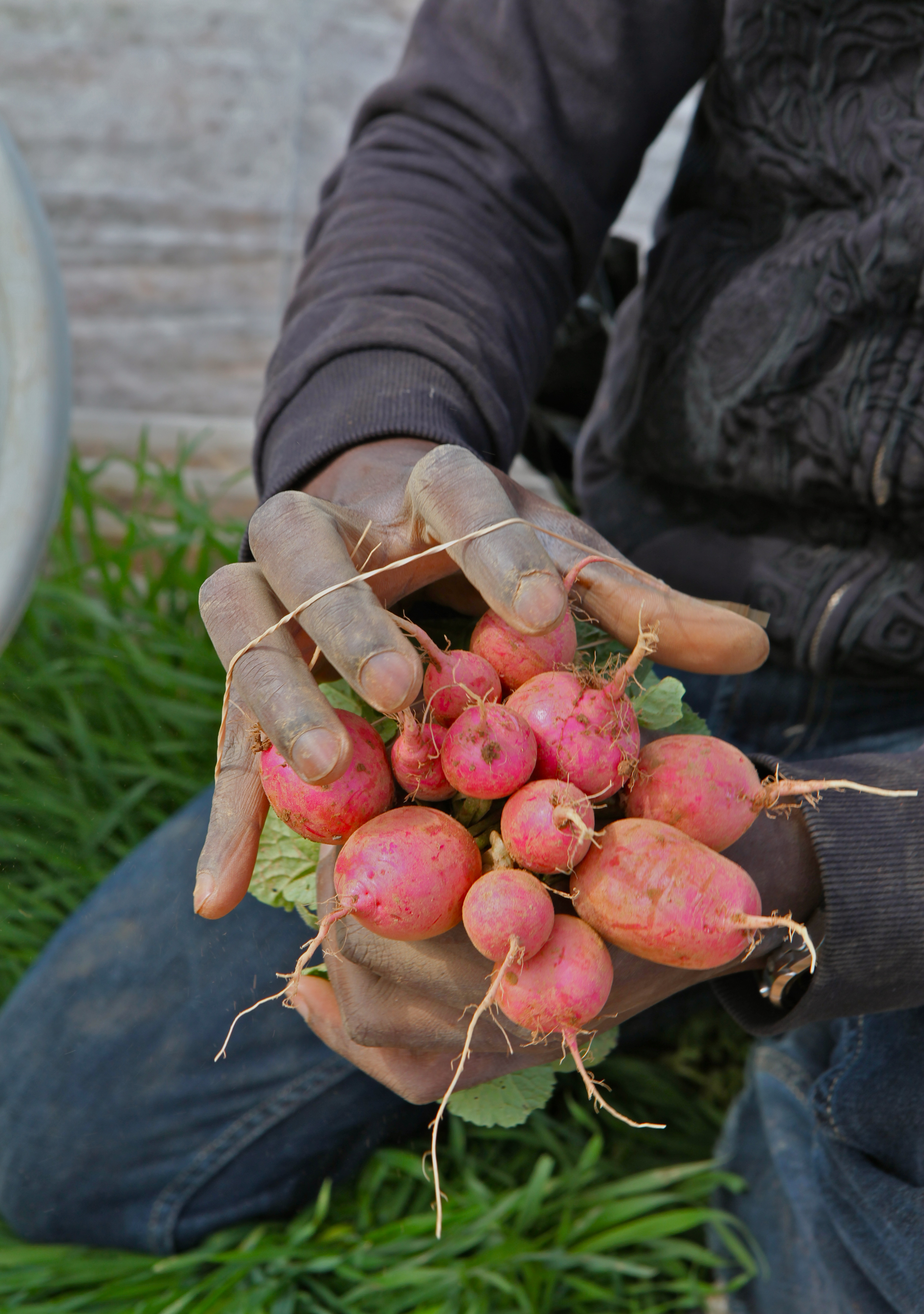 Volunteer holding a batch of beets from Red Wiggler Community Farm. 