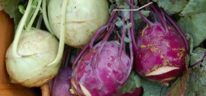 Red Wiggler Kohlrabi on-site at the farm. 