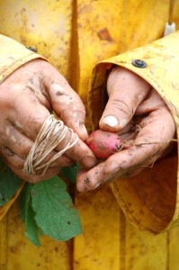 Volunteer holding beats at Red Wiggler Community Farm. 