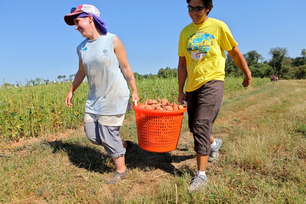 Growers and Volunteers work together to harvest vegetables.