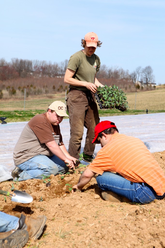 Former Farm Manager Andrea Barnhart oversees planting with Growers Steve & Nuno. 