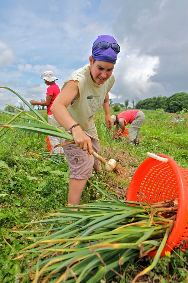 Grower Samantha Sheehan picks garlic at Red Wiggler. 