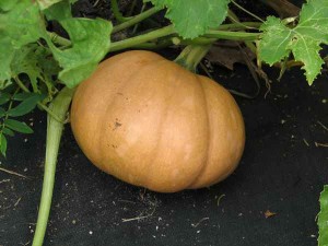 SeminolePumpkin_IMG_4133_rs