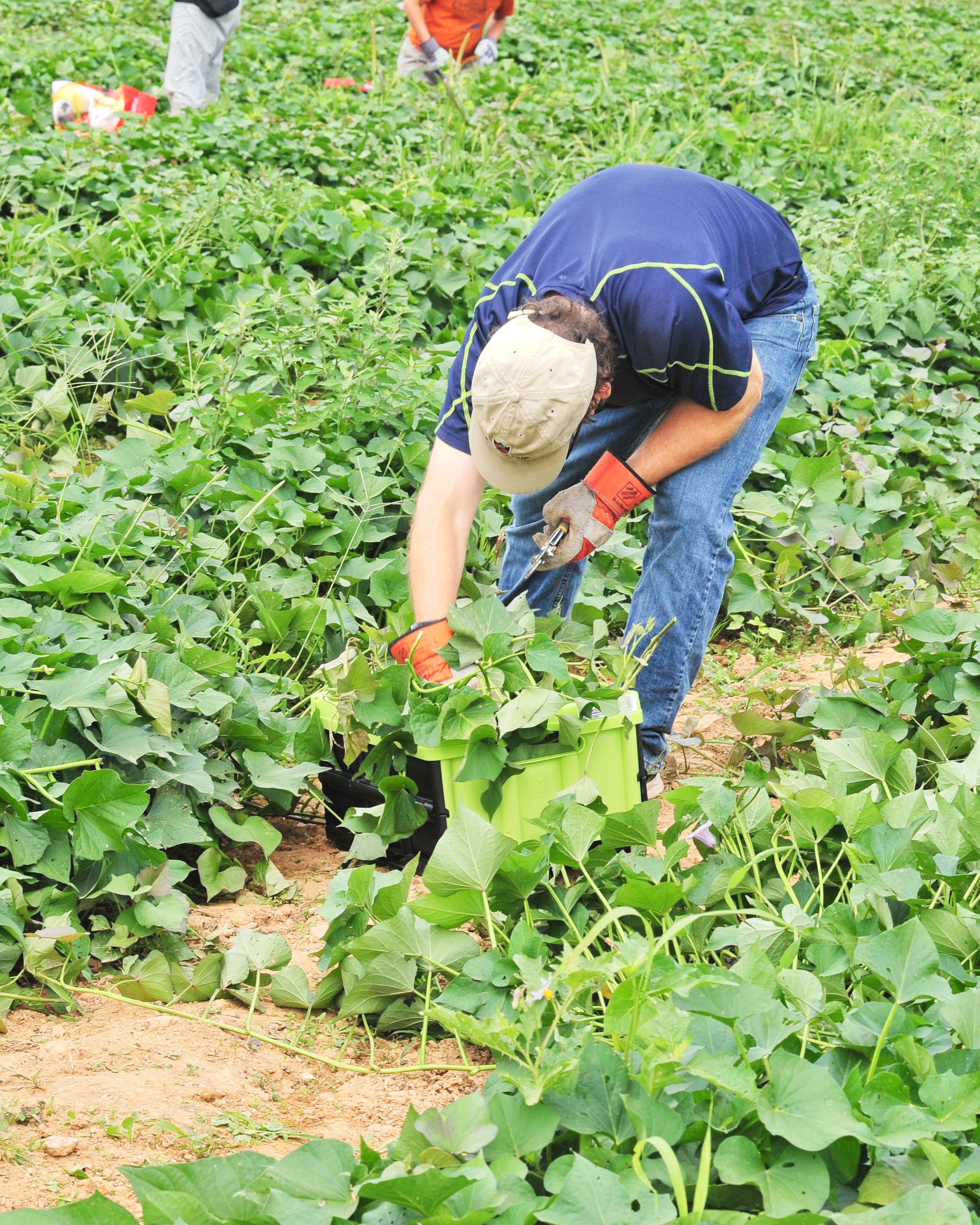 Potato Gleaning Community Service Opportunity