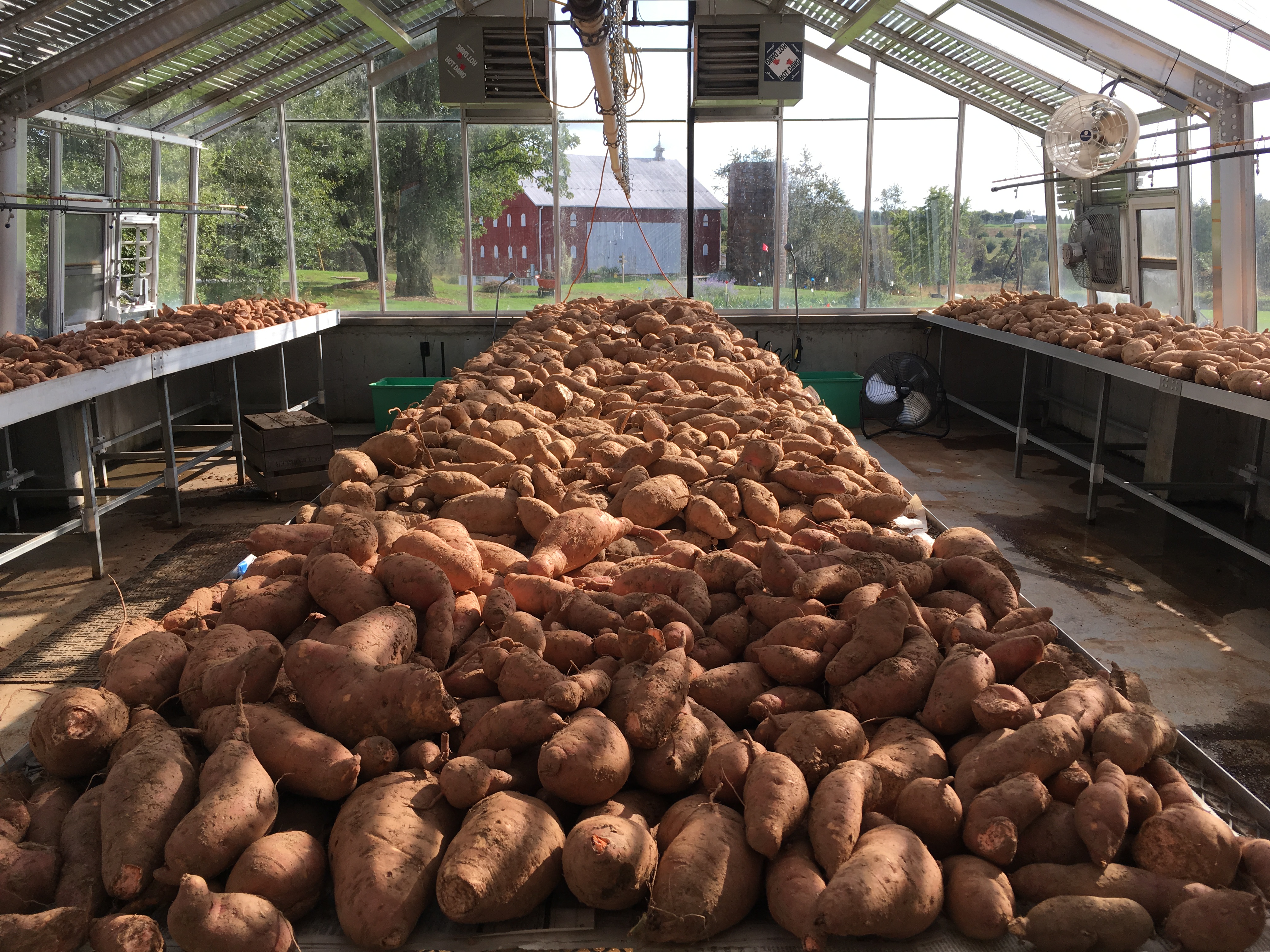 Sweet Potato Crops