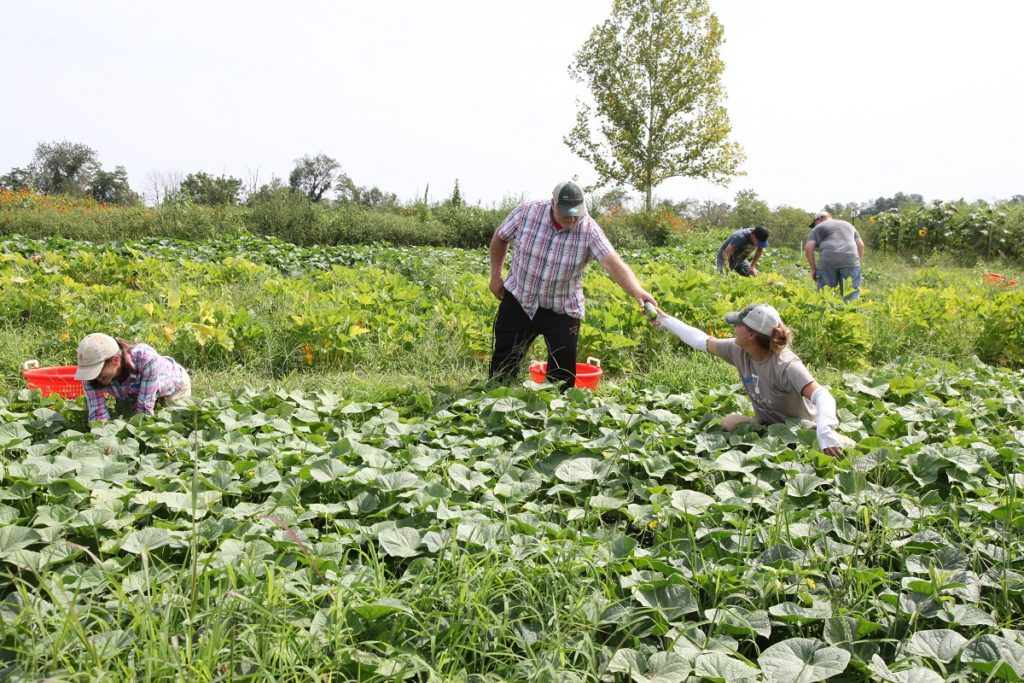 Liza (right) working with Grower Jerry. Farm Manager Melissa is to the left. Other Growers in the background.