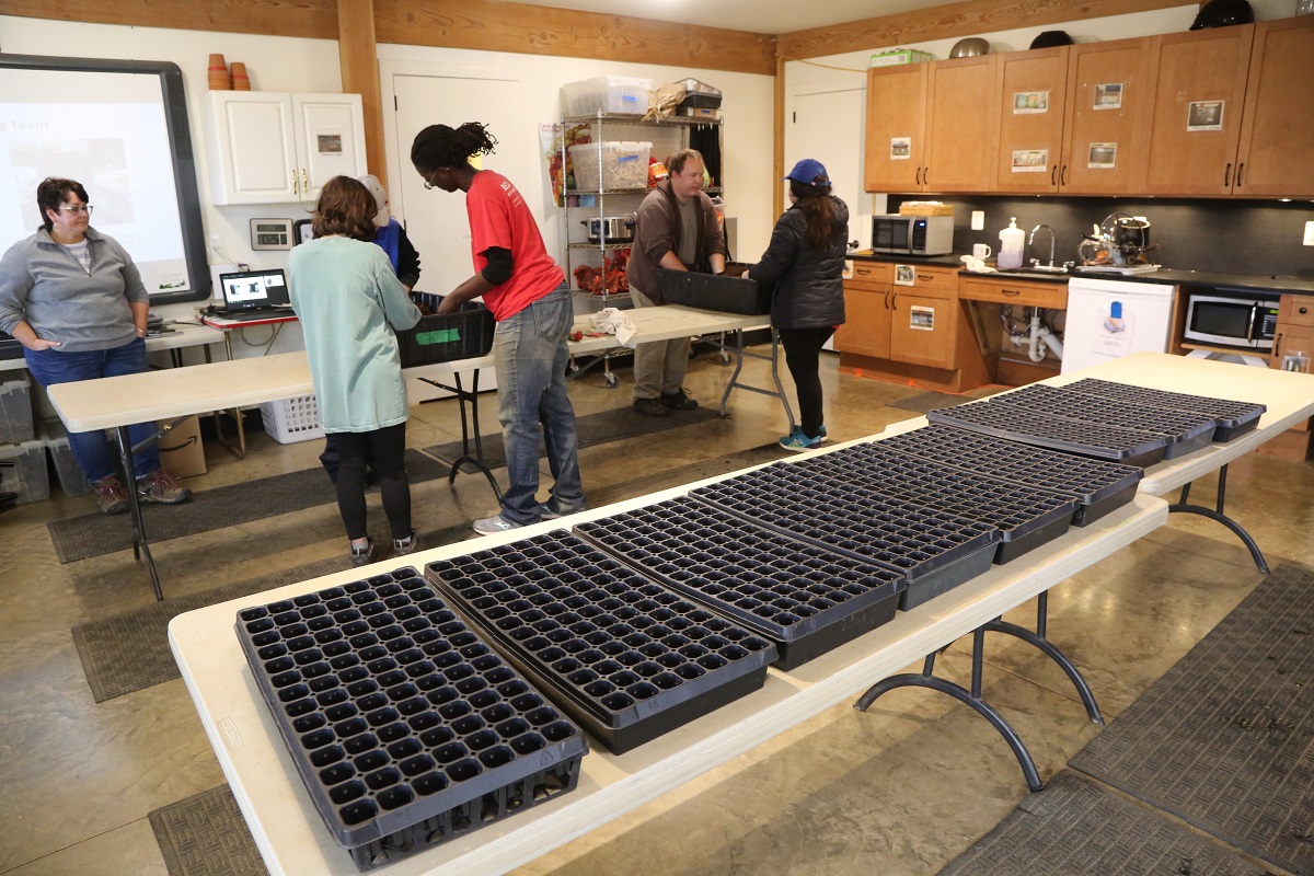 Trays ready for conditioned soil and seeds