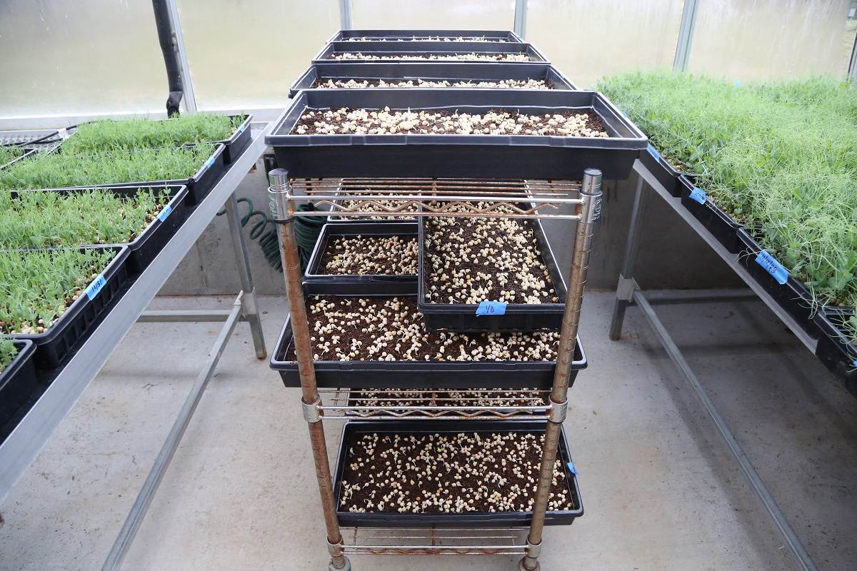 Peas germinating (middle), sprouting (left), and ready to be harvested (right)