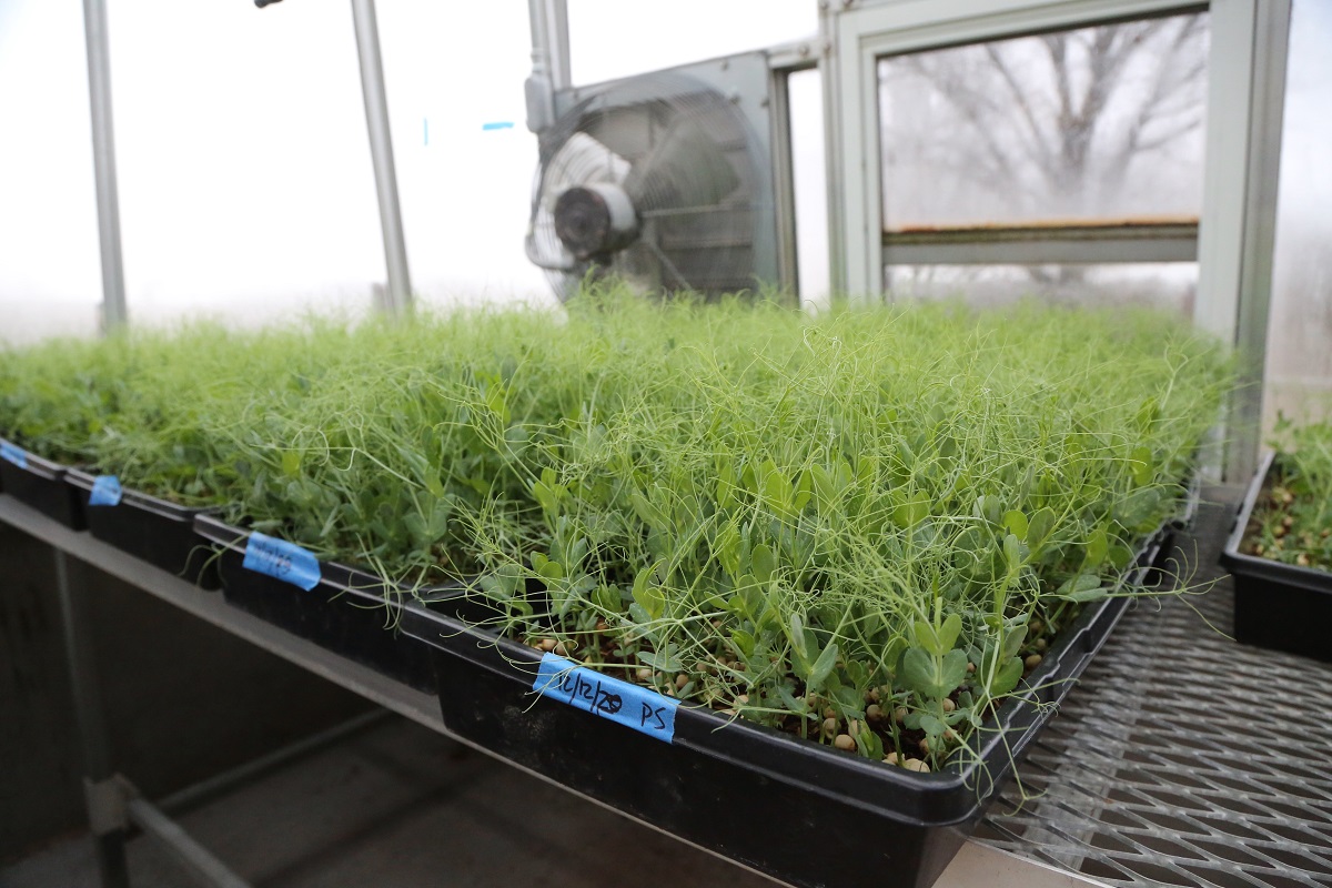 Pea shoots ready to be harvested