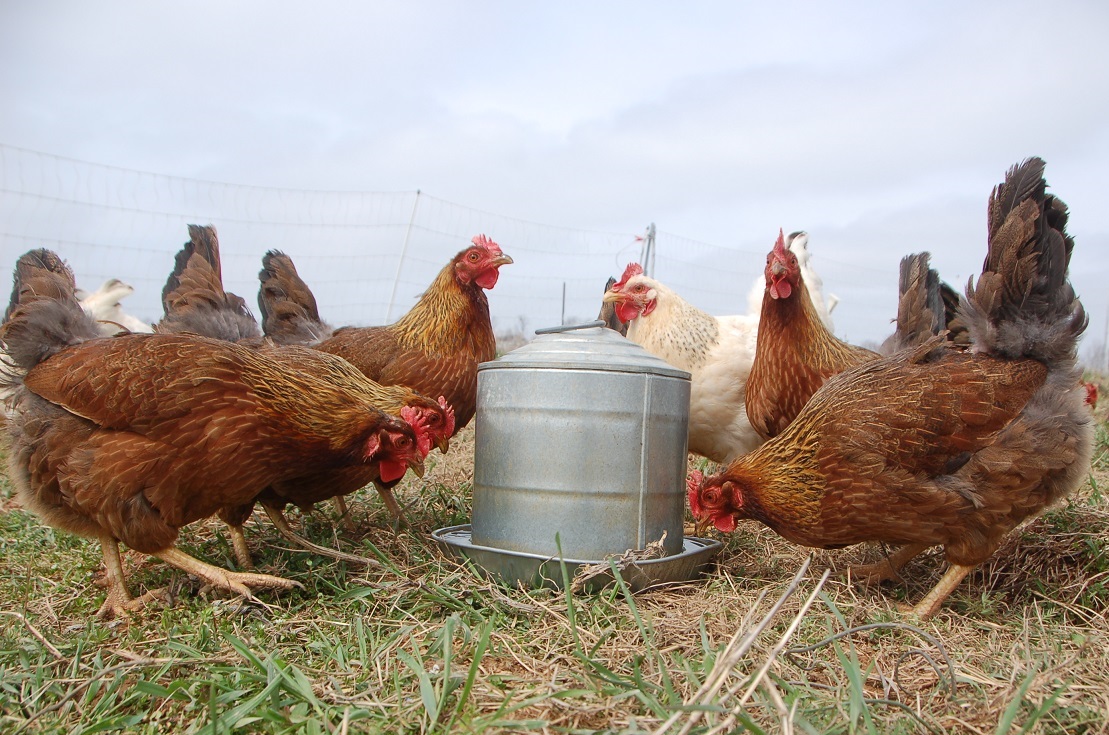 Chickens at a feeder