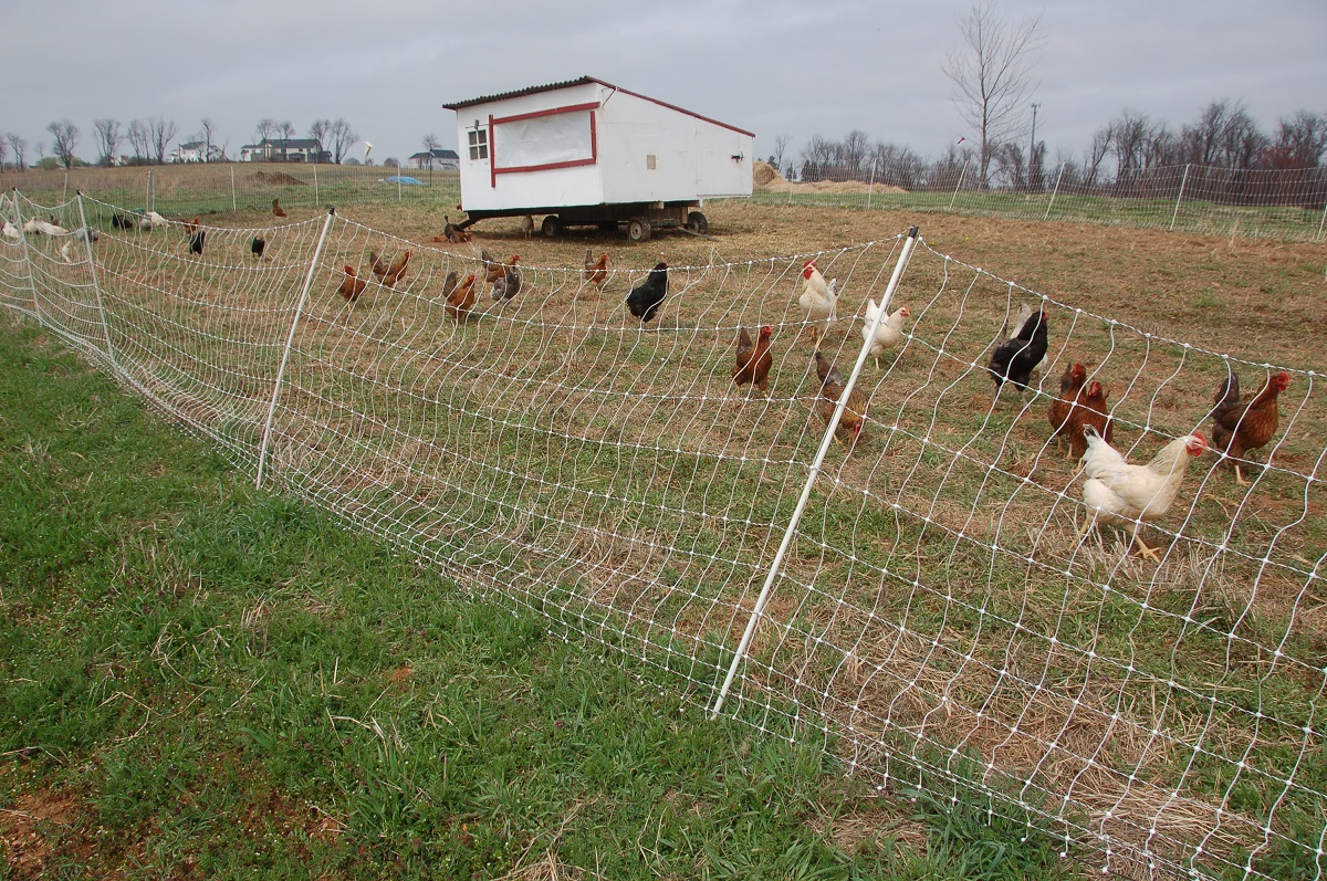 Chickens roaming, chicken house, and fence