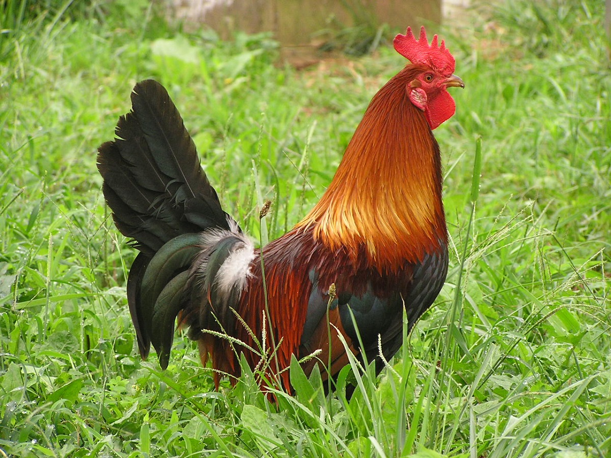 Our rooster