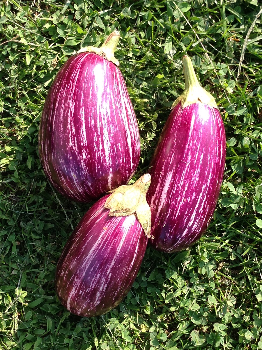 Annina F1 Eggplants