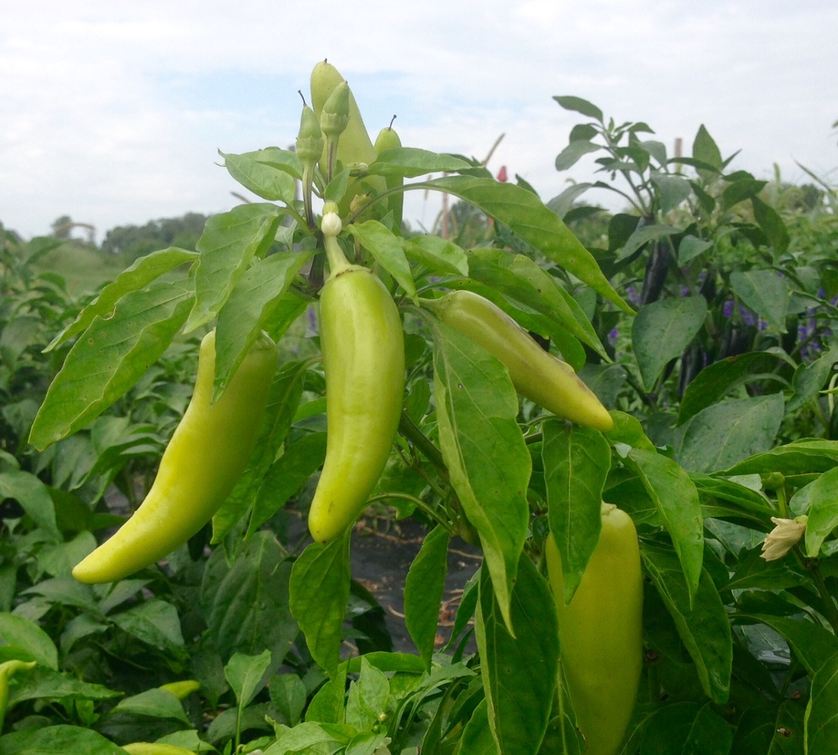 These are Hungarian wax peppers growing in our fields.