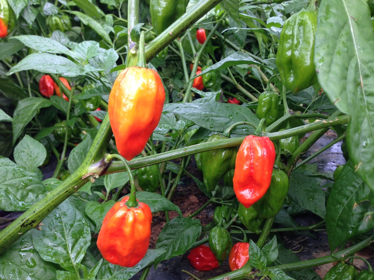 These are the Aji Dulce growing in our fields.