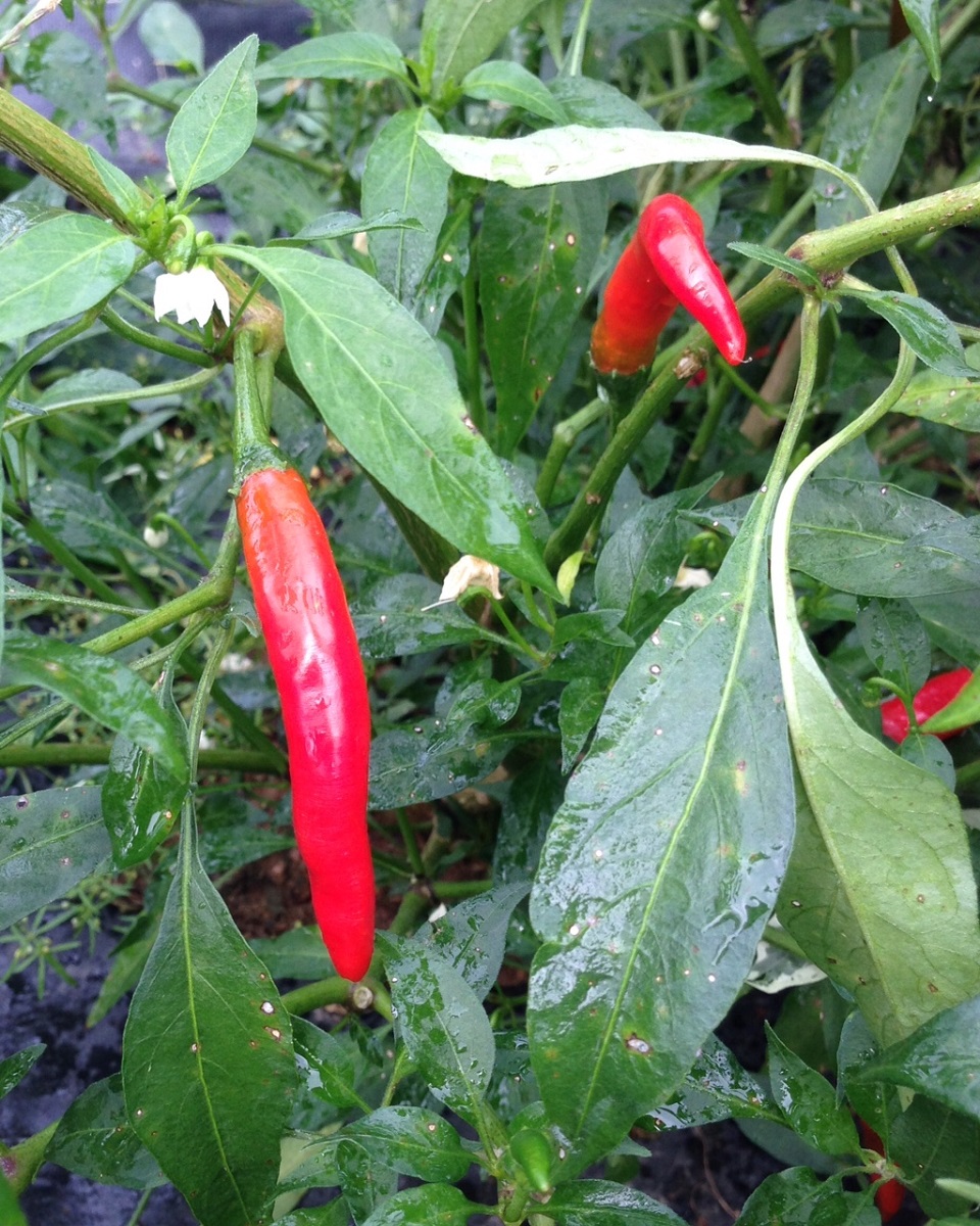 These red peppers are long cayenne peppers.