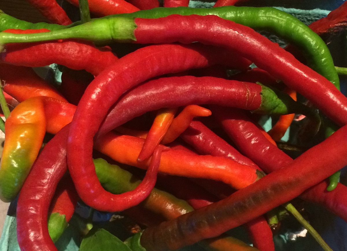 Photo: Long cayenne peppers.