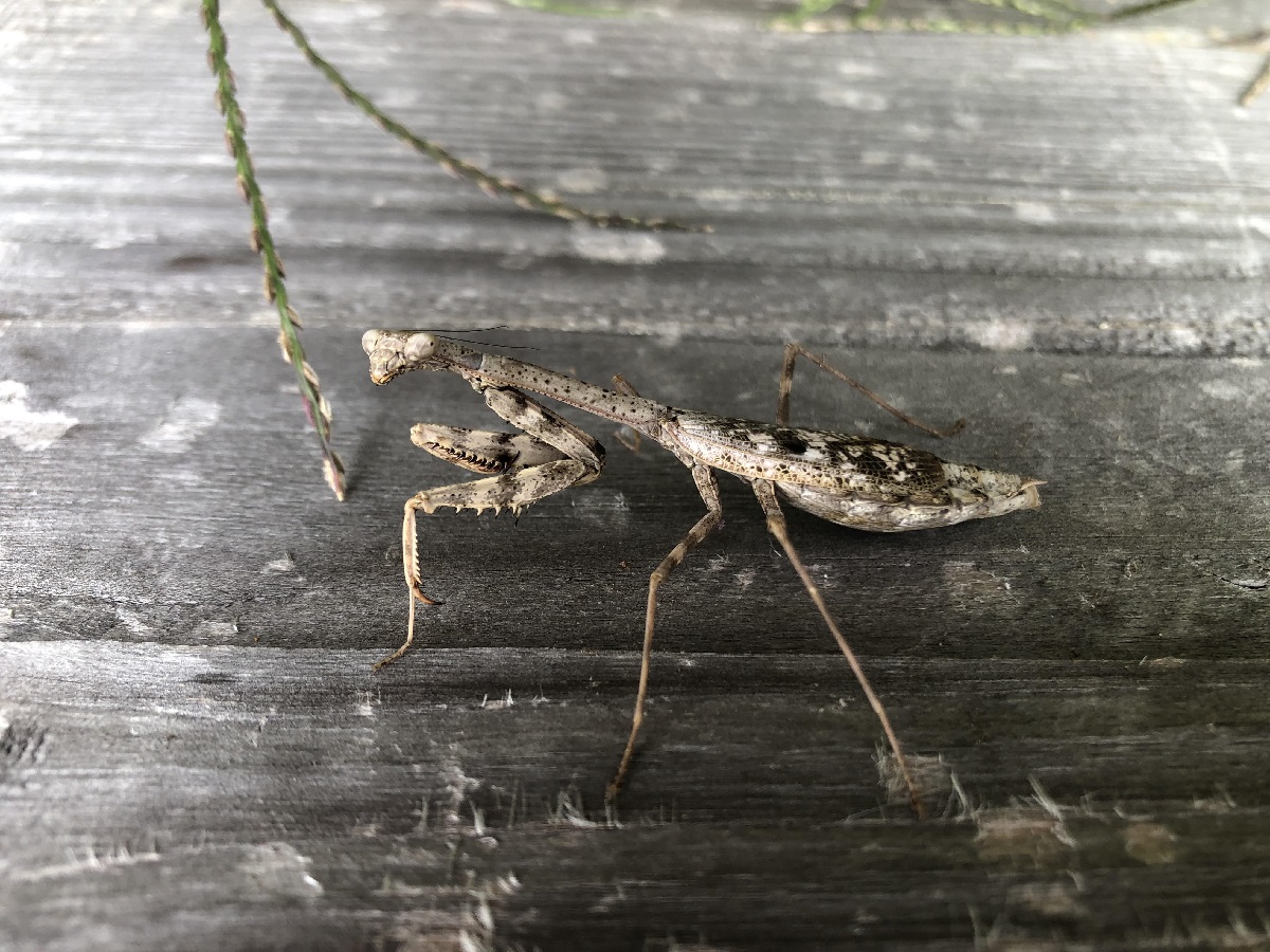 gray praying mantis