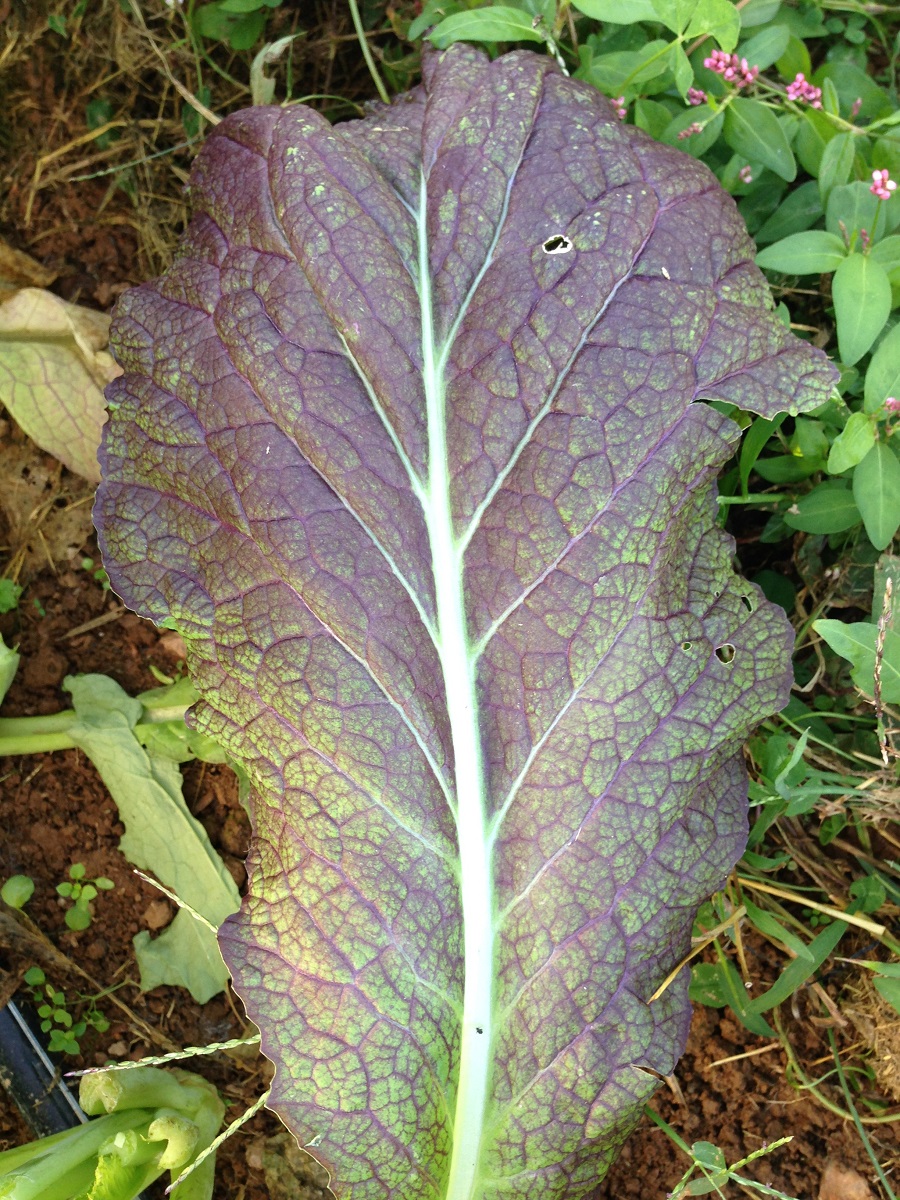 #VeggieWednesday — Mustard Greens – RWCF