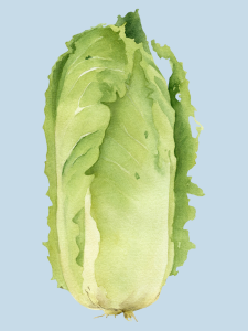 click on this image of cabbage to find a list of cabbage recipes