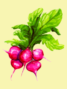 click on this image of radishes to find a list of radish recipes