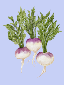 click on this image of turnips to find a list of turnips recipes