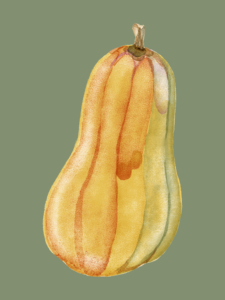 click on this image of winter squash to find a list of winter squash recipes