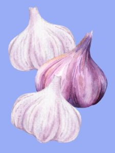 click on this image of garlic to find a list of garlic recipes