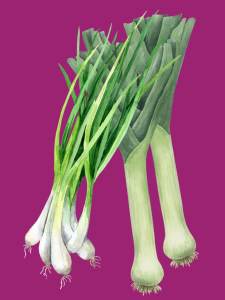 click on this image of onions & leeks to find a list of onion & leek recipes