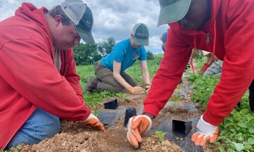 Planting peppers 2025